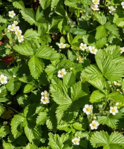 Pineapple Crush Alpine Strawberry Seeds - 20 Everbearing Fragaria Vesca Seeds for Garden - Image 7