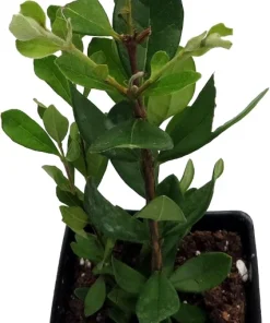Pineapple Guava Live Plant - 2.5