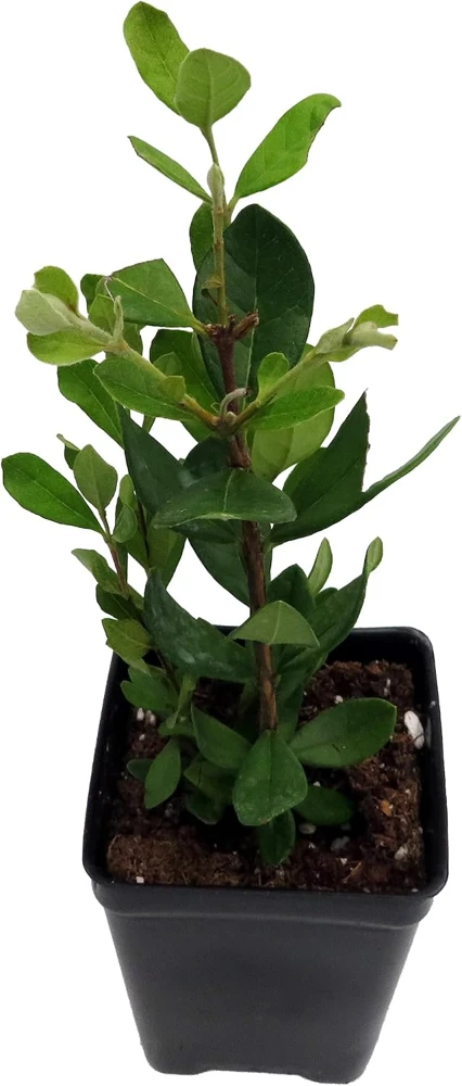 Pineapple Guava Live Plant - 2.5" Pot - Feijoa (Acca sellowiana) - Edible Fruit Shrub - Image 2
