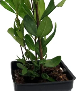 Pineapple Guava Live Plant - 2.5