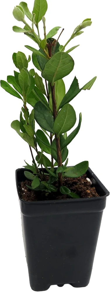 Pineapple Guava Live Plant - 2.5" Pot - Feijoa (Acca sellowiana) - Edible Fruit Shrub - Image 3