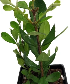 Pineapple Guava Live Plant - 2.5