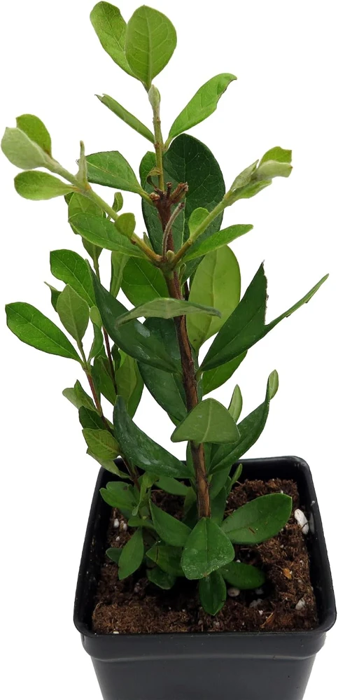 Pineapple Guava Live Plant - 2.5" Pot - Feijoa (Acca sellowiana) - Edible Fruit Shrub - Image 4