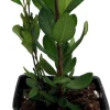 Pineapple Guava Live Plant - 2.5" Pot - Feijoa (Acca sellowiana) - Edible Fruit Shrub - Image 1
