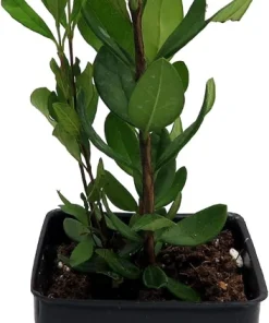 Pineapple Guava Live Plant - 2.5
