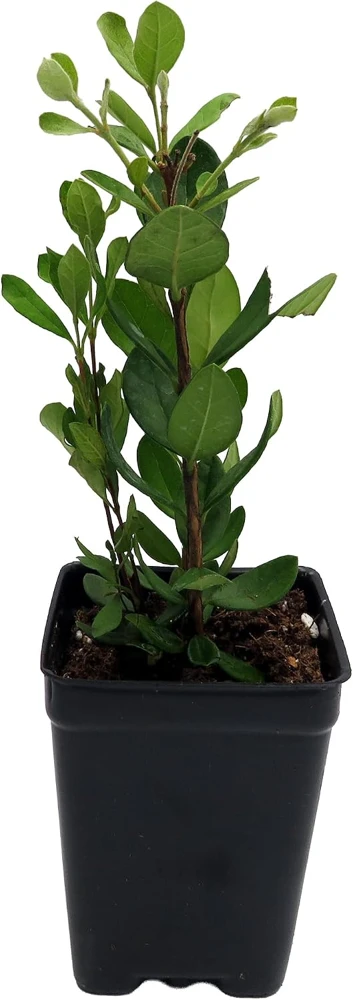 Pineapple Guava Live Plant - 2.5" Pot - Feijoa (Acca sellowiana) - Edible Fruit Shrub - Image 1