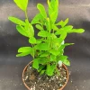 Pineapple Guava Live Plant - Feijoa Sellowiana Seedlings - 3" Pot - Image 1