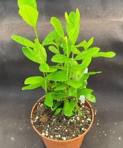 Pineapple Guava Live Plant - Feijoa Sellowiana Seedlings - 3" Pot - Image 1