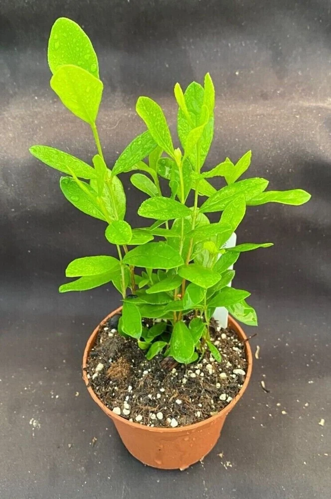 Pineapple Guava Live Plant - Feijoa Sellowiana Seedlings - 3" Pot - Image 1