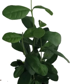 Pineapple Guava Plant - Feijoa - ACCA sellowiana - 4