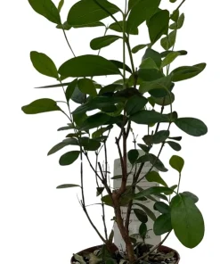 Pineapple Guava Plant - Feijoa - ACCA sellowiana - 4