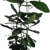Pineapple Guava Plant - Feijoa - ACCA sellowiana - 4" Pot - Image 1