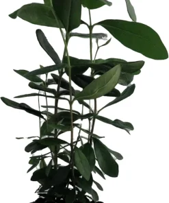 Pineapple Guava Plant - Feijoa - ACCA sellowiana - 4