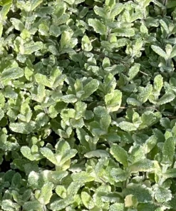 Pineapple Mint Live Herb Plant - 4