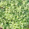 Pineapple Mint Live Herb Plant - 4" Tall Bare Root, 1 Clump, Indoor/Outdoor - Image 1