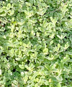 Pineapple Mint Live Herb Plant - 4