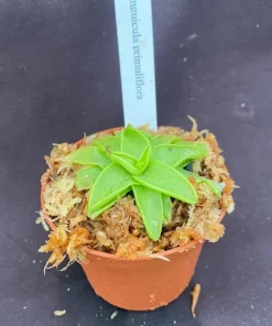 Pinguicula primuliflora Live Plant - Butterwort Carnivorous Plant, 2.5" Pot, Outdoor Bog Plant - Image 2