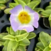 Pinguicula primuliflora Live Plant - Butterwort Carnivorous Plant, 2.5" Pot, Outdoor Bog Plant - Image 1