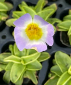 Pinguicula primuliflora Live Plant - Butterwort Carnivorous Plant, 2.5