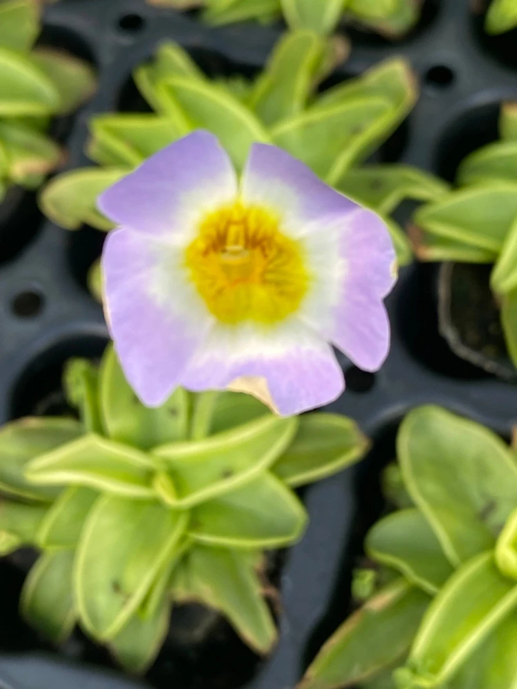 Pinguicula primuliflora Live Plant - Butterwort Carnivorous Plant, 2.5" Pot, Outdoor Bog Plant - Image 1