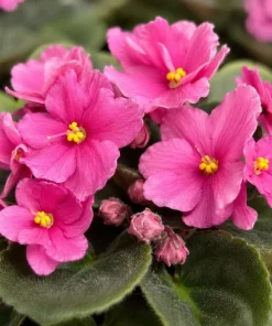 Pink African Violet Live Plant - 3-5 In Tall, 4 In Pot - Indoor Houseplant - Image 2