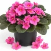 Pink African Violet Live Plant - 3-5 In Tall, 4 In Pot - Indoor Houseplant - Image 1