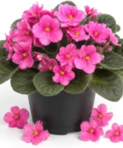 Pink African Violet Live Plant - 3-5 In Tall, 4 In Pot - Indoor Houseplant - Image 1