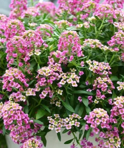 Pink Alyssum Rosie O Day Flower Seeds - 1000 Count, Lobularia Maritima - Image 2