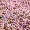 Pink Alyssum Rosie O Day Flower Seeds - 1000 Count, Lobularia Maritima - Image 1