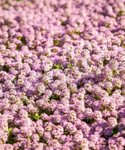 Pink Alyssum Rosie O Day Flower Seeds - 1000 Count, Lobularia Maritima - Image 1