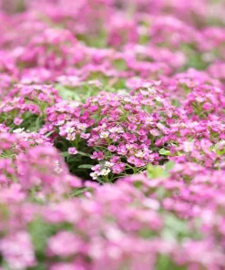 Pink Alyssum Rosie O Day Flower Seeds - 1000 Count, Lobularia Maritima - Image 3