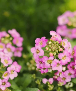 Pink Alyssum Rosie O Day Flower Seeds - 1000 Count, Lobularia Maritima - Image 4