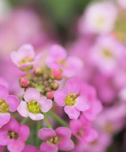 Pink Alyssum Rosie O Day Flower Seeds - 1000 Count, Lobularia Maritima - Image 5