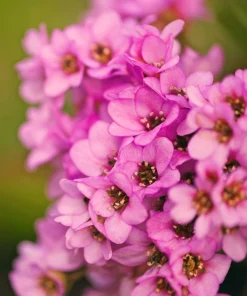 Pink Alyssum Rosie O Day Flower Seeds - 1000 Count, Lobularia Maritima - Image 6