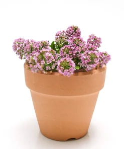 Pink Alyssum Rosie O Day Flower Seeds - 1000 Count, Lobularia Maritima - Image 7