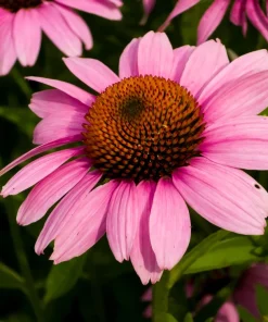 Pink Baby Coneflower Seeds - Echinacea Pallida Flower Seeds - 50 Seeds - Image 10