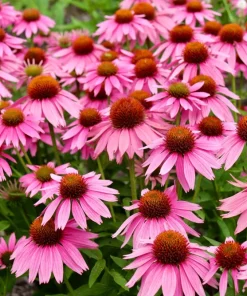 Pink Baby Coneflower Seeds - Echinacea Pallida Flower Seeds - 50 Seeds - Image 2