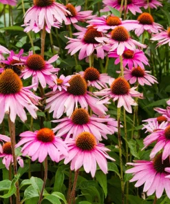 Pink Baby Coneflower Seeds - Echinacea Pallida Flower Seeds - 50 Seeds - Image 3