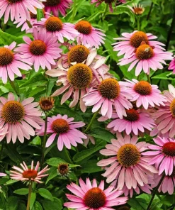 Pink Baby Coneflower Seeds - Echinacea Pallida Flower Seeds - 50 Seeds - Image 4