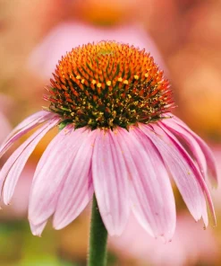 Pink Baby Coneflower Seeds - Echinacea Pallida Flower Seeds - 50 Seeds - Image 5