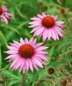 Pink Baby Coneflower Seeds - Echinacea Pallida Flower Seeds - 50 Seeds - Image 6