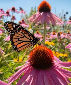 Pink Baby Coneflower Seeds - Echinacea Pallida Flower Seeds - 50 Seeds - Image 1
