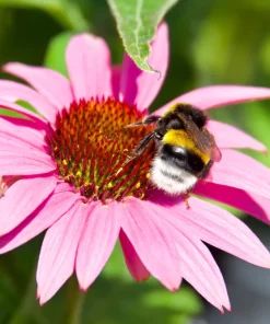 Pink Baby Coneflower Seeds - Echinacea Pallida Flower Seeds - 50 Seeds - Image 8
