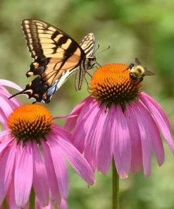 Pink Baby Coneflower Seeds - Echinacea Pallida Flower Seeds - 50 Seeds - Image 9