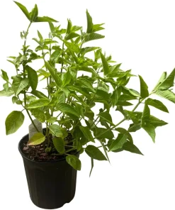 Pink Bee Balm Monarda Live Plant – Gallon Pot – Attracts Pollinators - Image 2