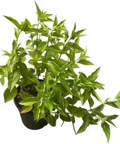 Pink Bee Balm Monarda Live Plant – Gallon Pot – Attracts Pollinators - Image 3