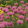 Pink Bee Balm Monarda Live Plant – Gallon Pot – Attracts Pollinators - Image 1