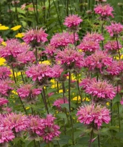 Pink Bee Balm Monarda Live Plant – Gallon Pot – Attracts Pollinators - Image 1