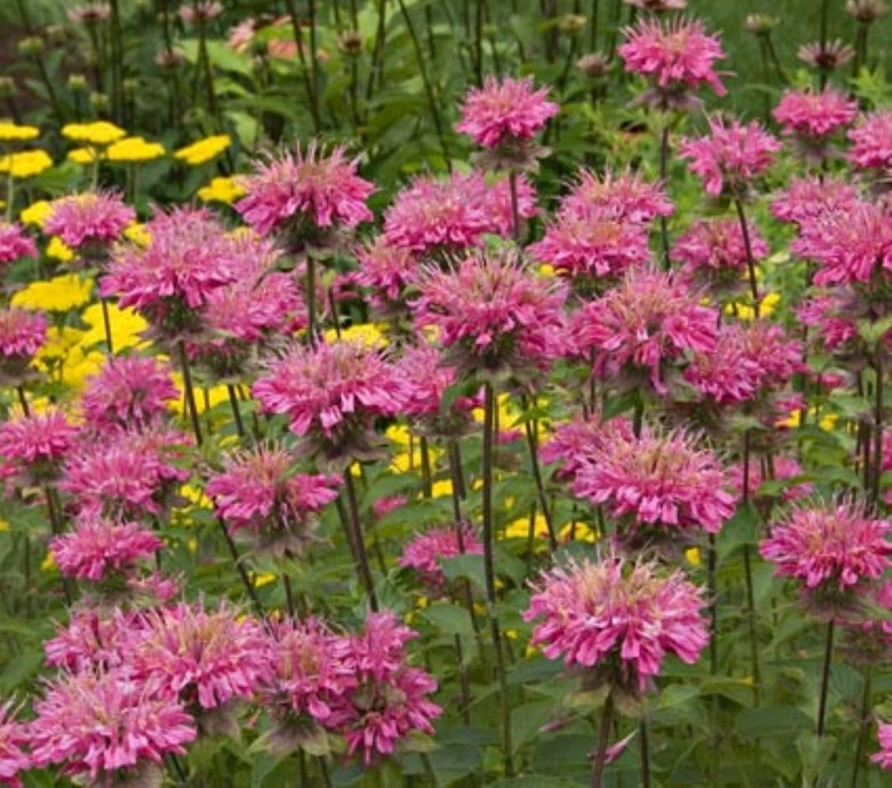 Pink Bee Balm Monarda Live Plant – Gallon Pot – Attracts Pollinators - Image 1