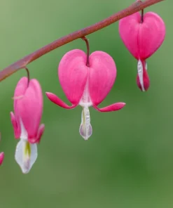 Pink Bleeding Heart Flower Seeds - 10 Old Fashioned Dicentra Formosa - Image 2